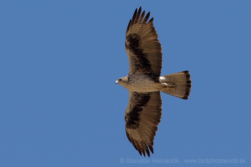 Águila Perdicera - ML204412511