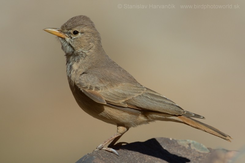 Desert Lark - ML204412521