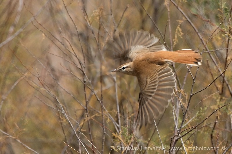 Rufous-tailed Scrub-Robin (Rufous-tailed) - ML204412551