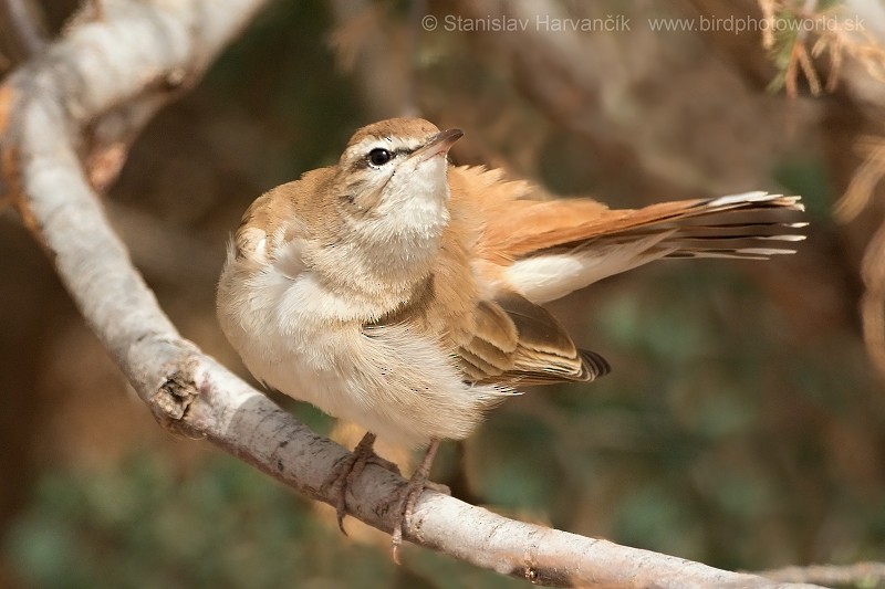 Rufous-tailed Scrub-Robin (Rufous-tailed) - ML204412561