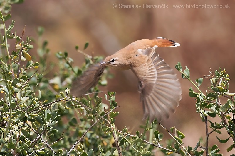 Rufous-tailed Scrub-Robin (Rufous-tailed) - ML204412581