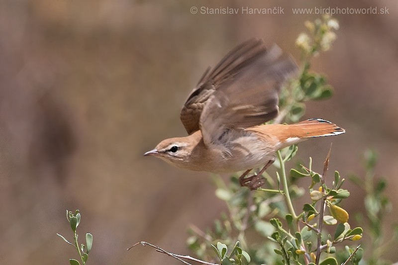 Rufous-tailed Scrub-Robin (Rufous-tailed) - ML204412591