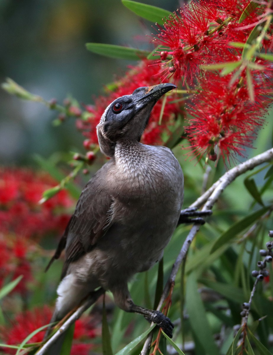 Helmeted Friarbird - ML204412711