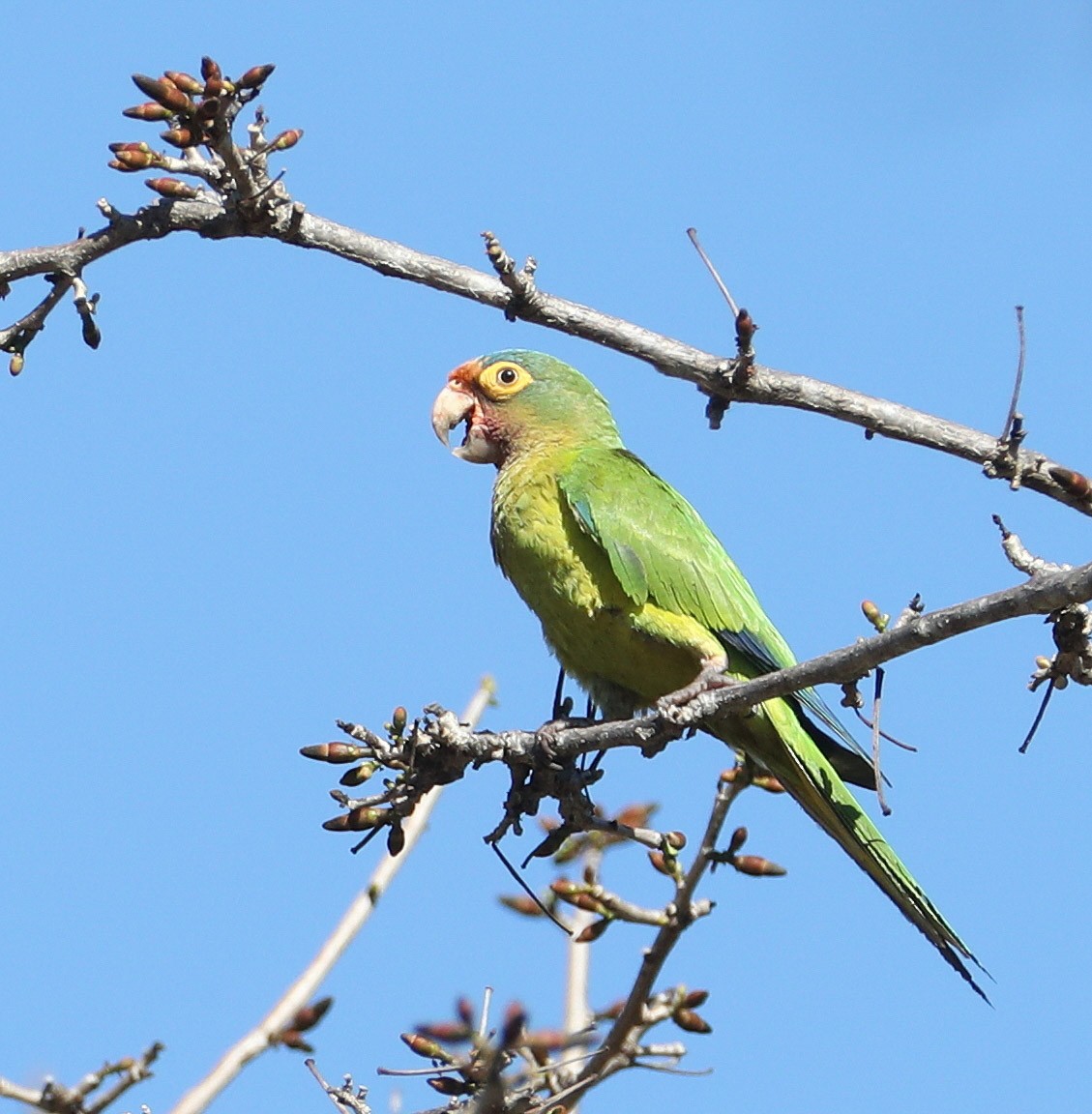 Aratinga Frentinaranja - ML204413061