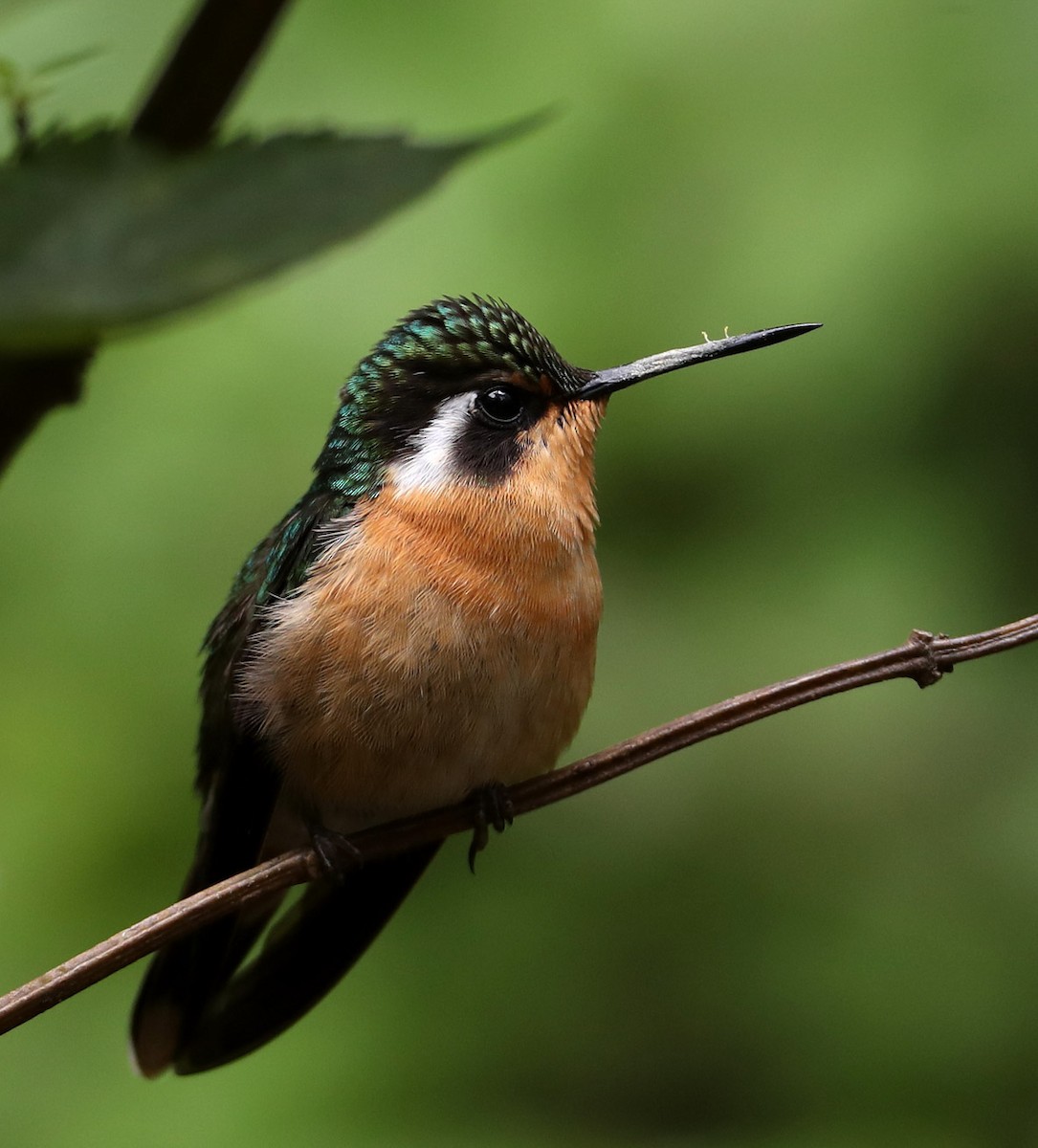 Purple-throated Mountain-gem - Hal and Kirsten Snyder