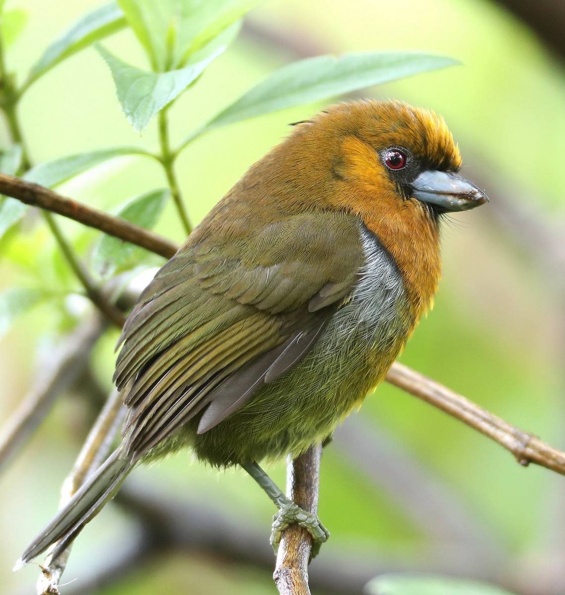 Prong-billed Barbet - ML204413171