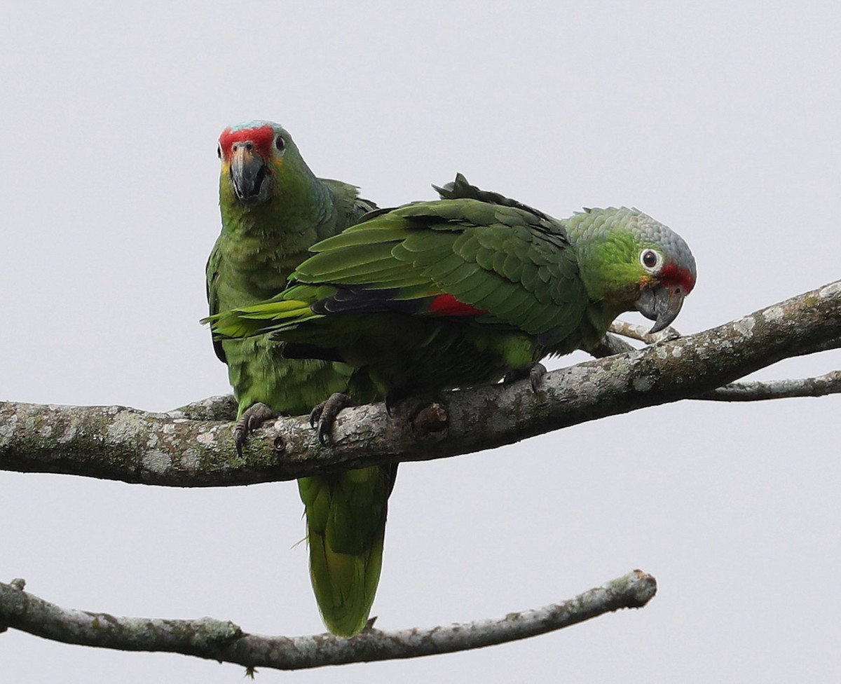 Amazona Frentirroja (autumnalis/salvini) - ML204413191