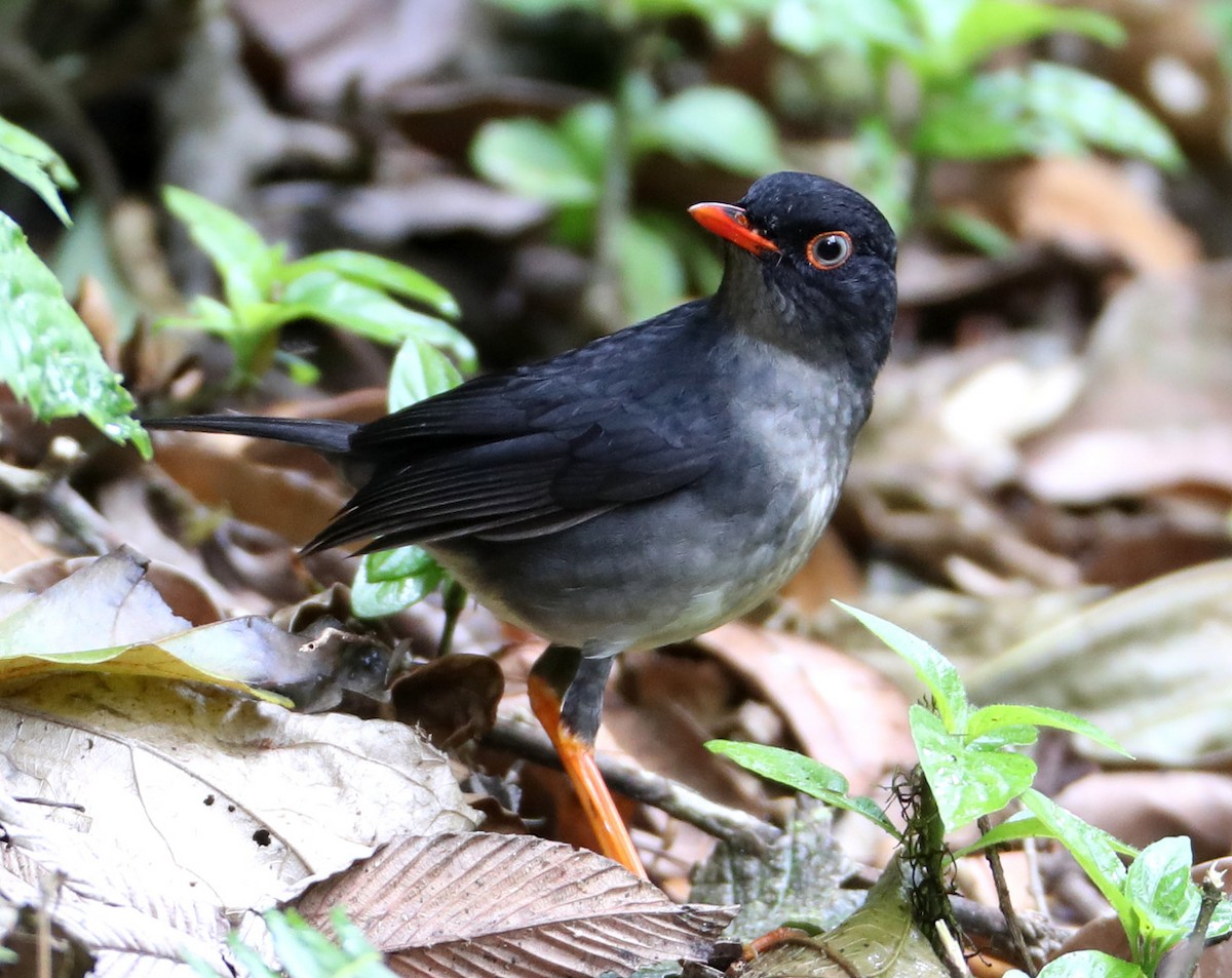 Slaty-backed Nightingale-Thrush (Black-backed) - ML204413281