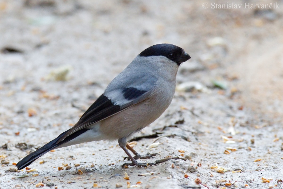 Eurasian Bullfinch (Baikal) - ML204413511