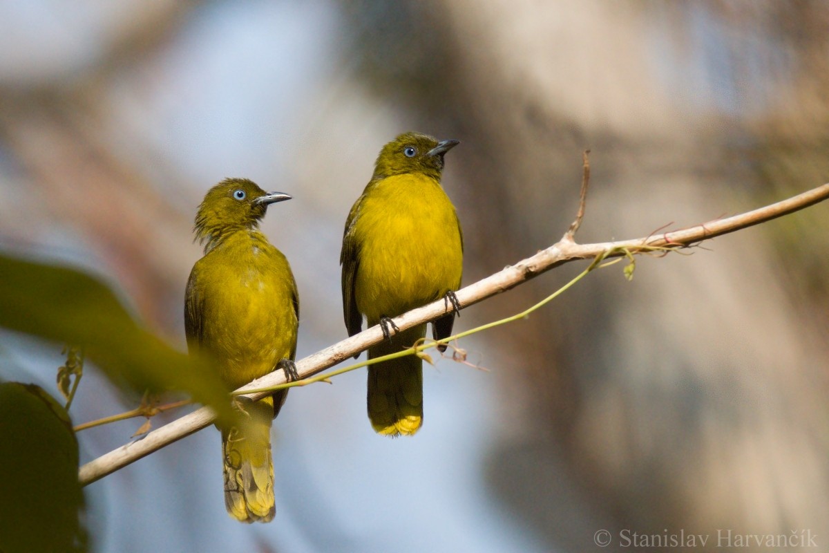 Andaman Bulbul - Stanislav Harvančík