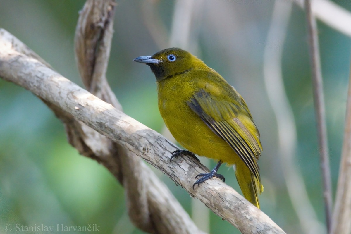 Andaman Bulbul - Stanislav Harvančík