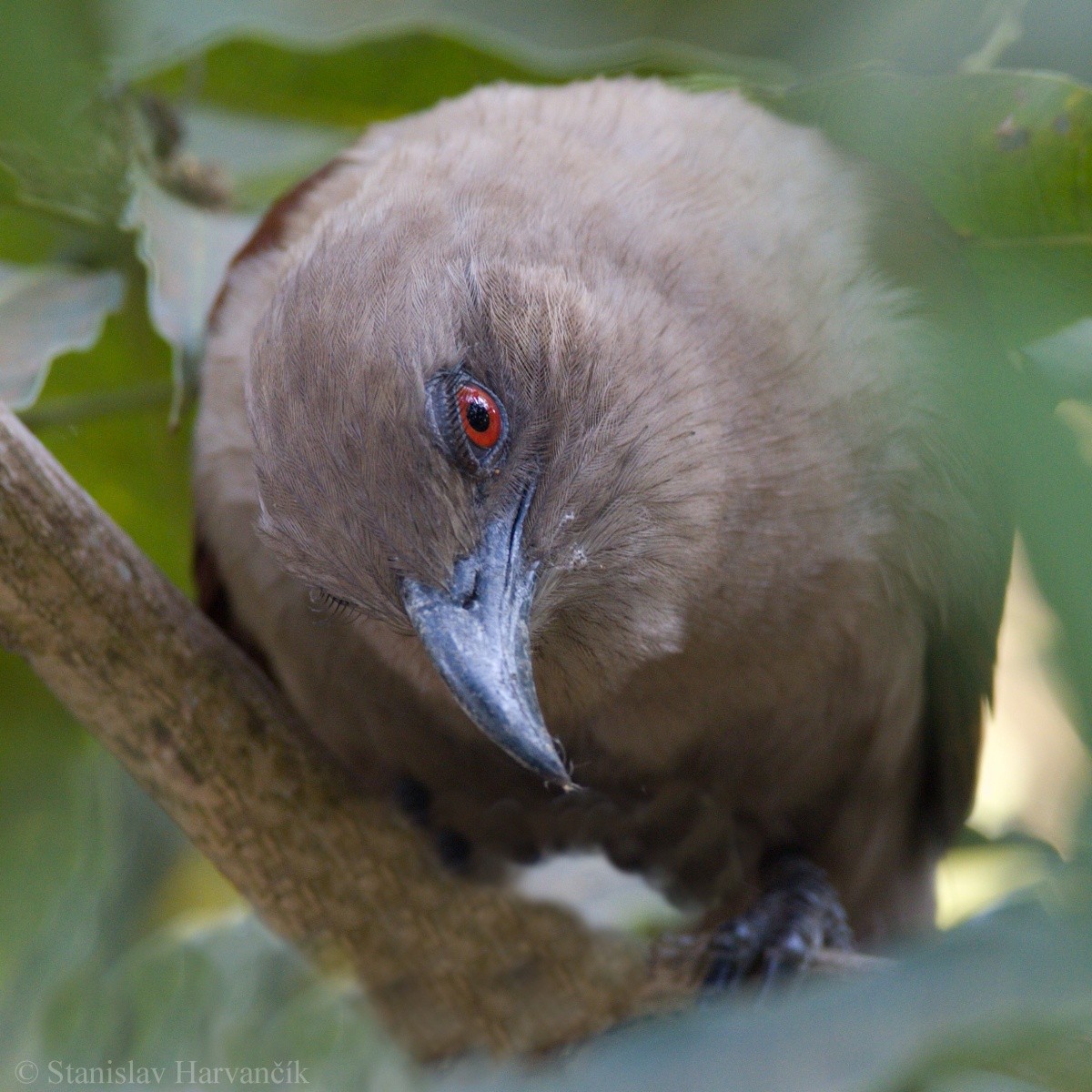 Coucal des Andaman - ML204413631