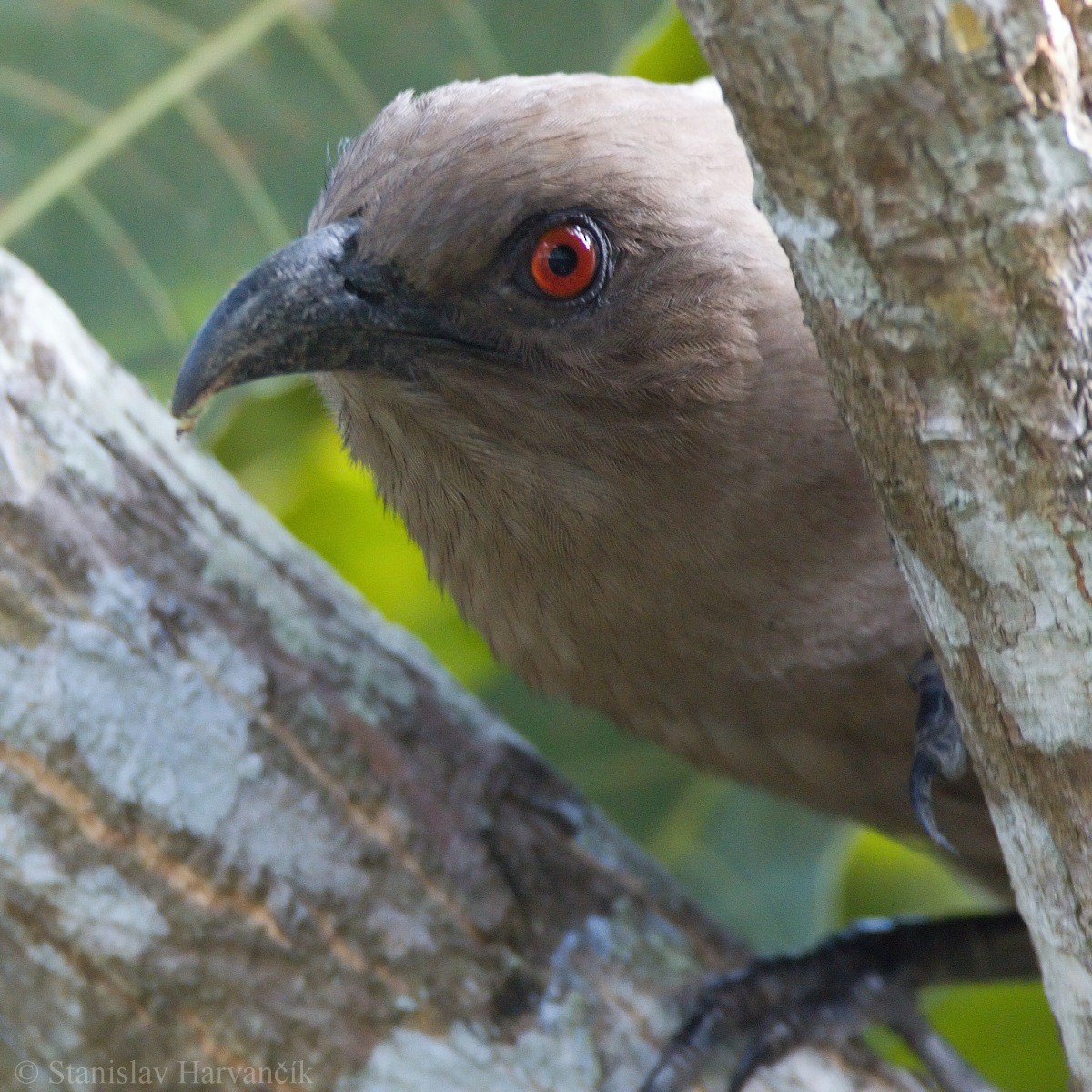 Coucal des Andaman - ML204413641