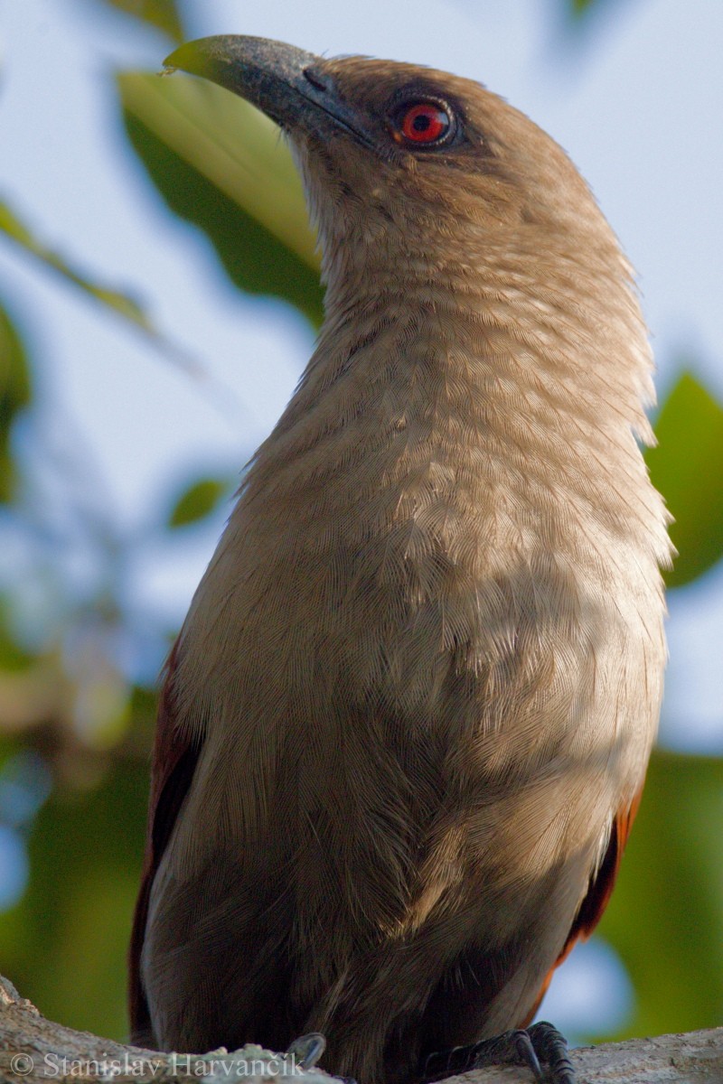 Andaman Coucal - Stanislav Harvančík