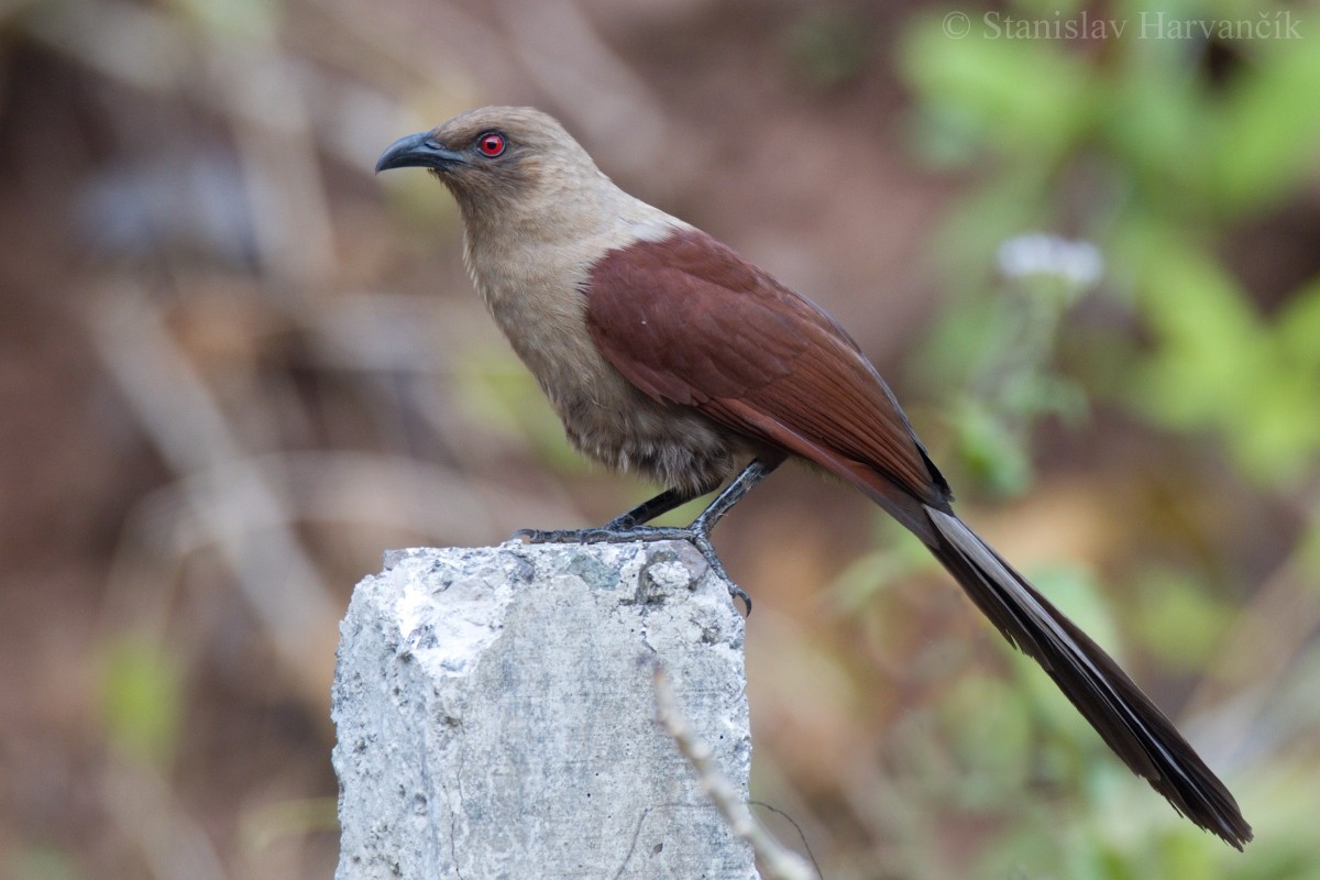 Coucal des Andaman - ML204413661