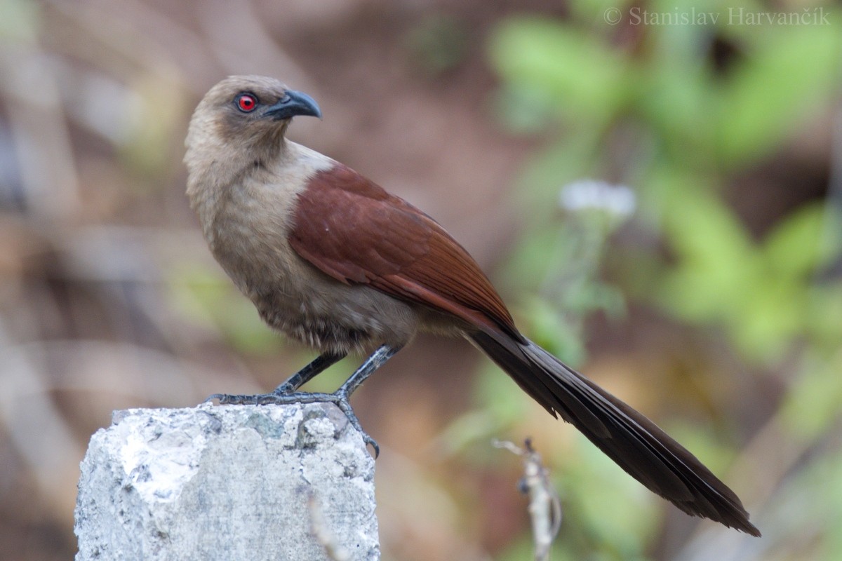 Andaman Coucal - ML204413671