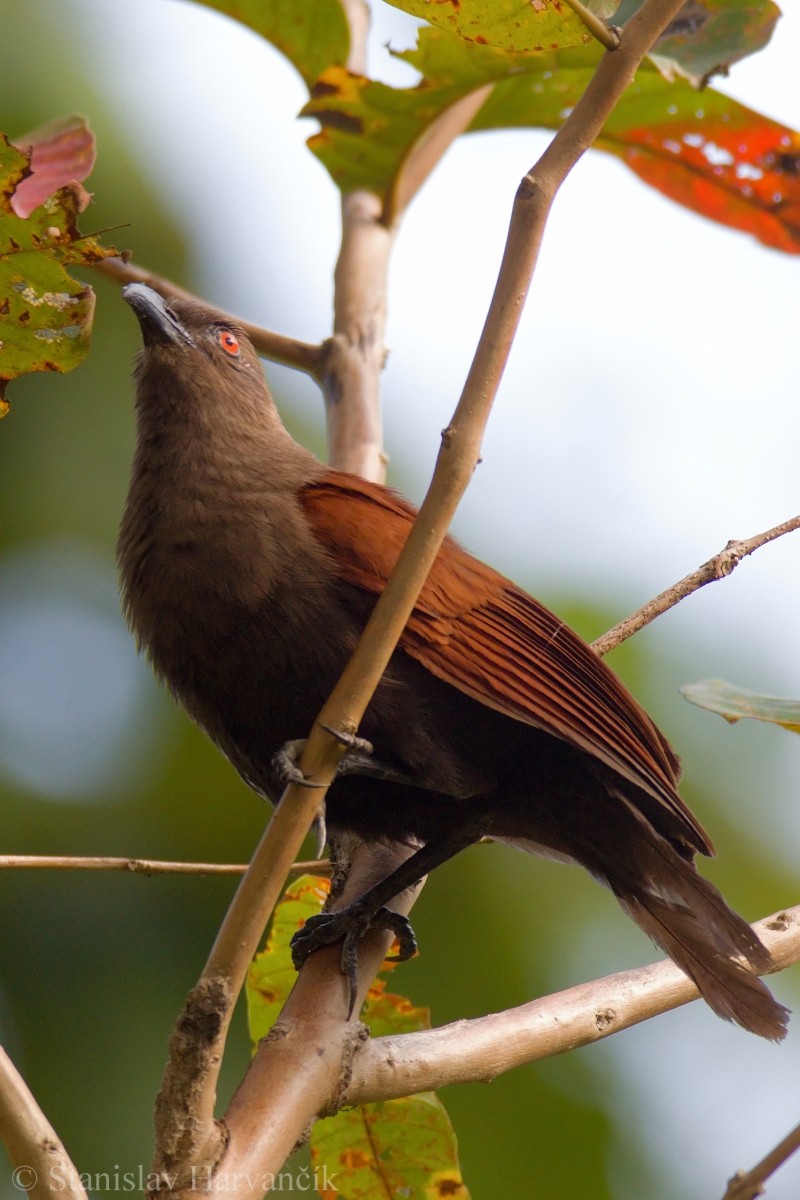 Andaman Coucal - ML204413681