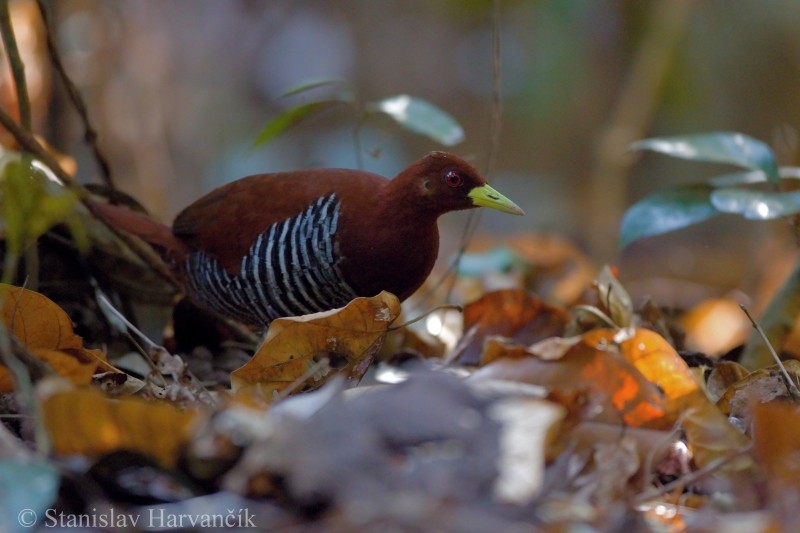 Andaman Crake - Stanislav Harvančík