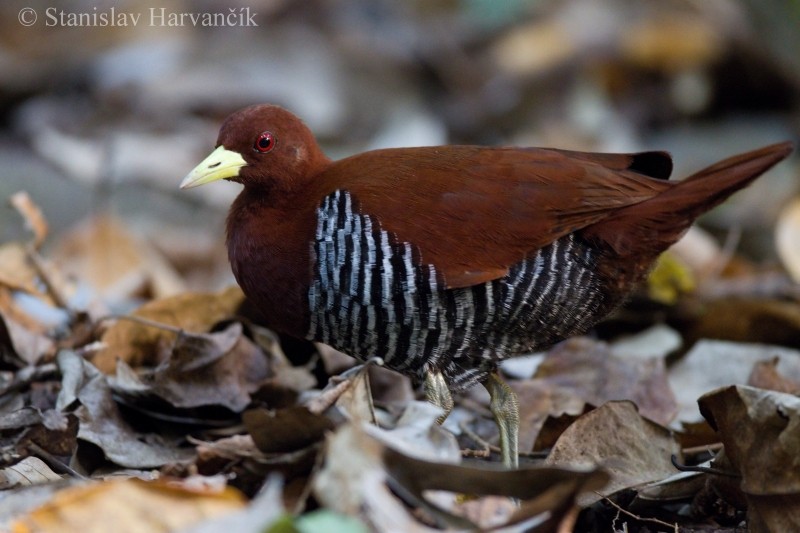 Andaman Crake - Stanislav Harvančík