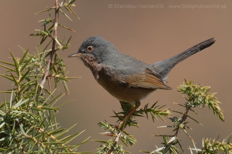 Tristram's Warbler - ML204414001