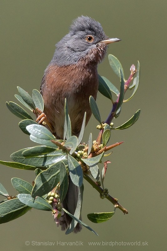 Tristram's Warbler - ML204414011