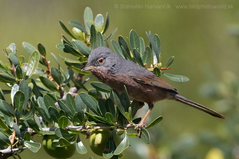 סבכי טריסטרמי - ML204414031