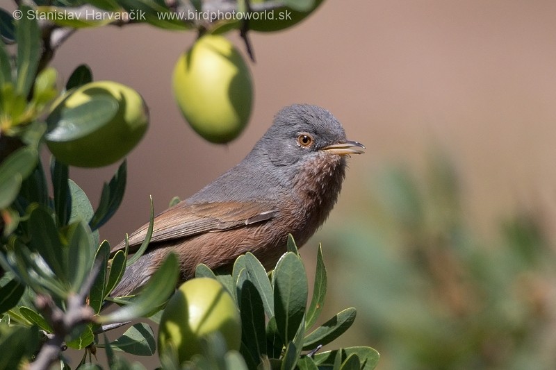 סבכי טריסטרמי - ML204414051