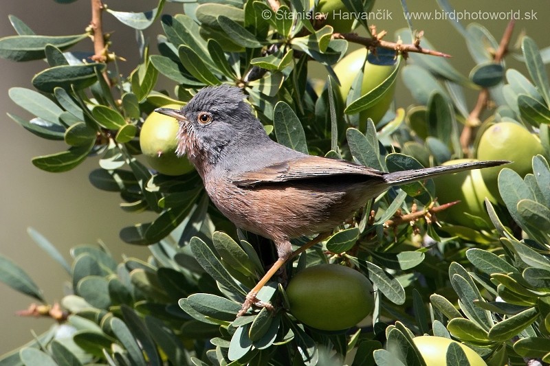 Tristram's Warbler - ML204414061