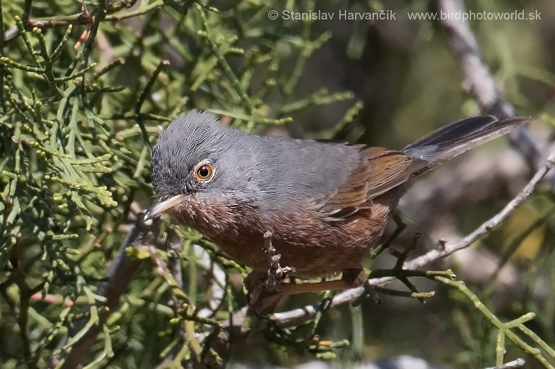 Tristram's Warbler - ML204414071