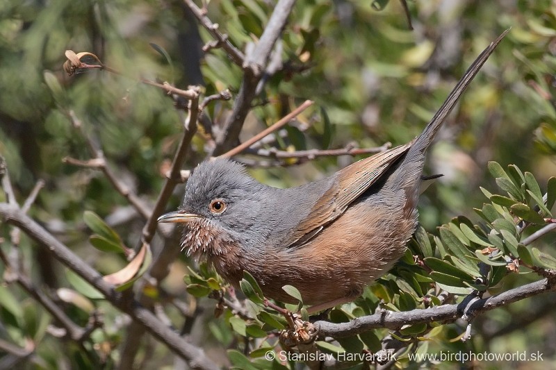 Tristram's Warbler - ML204414081