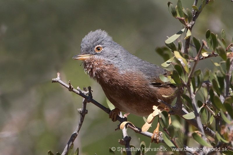 Tristram's Warbler - ML204414091