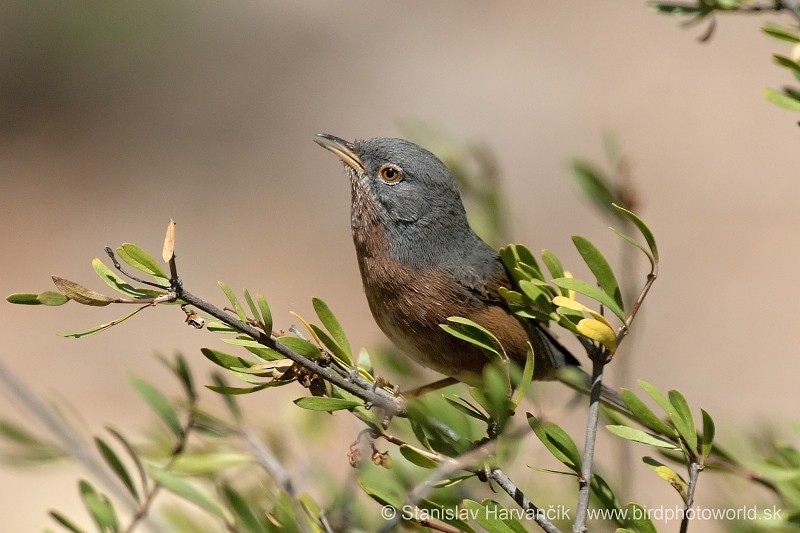 Tristram's Warbler - ML204414101