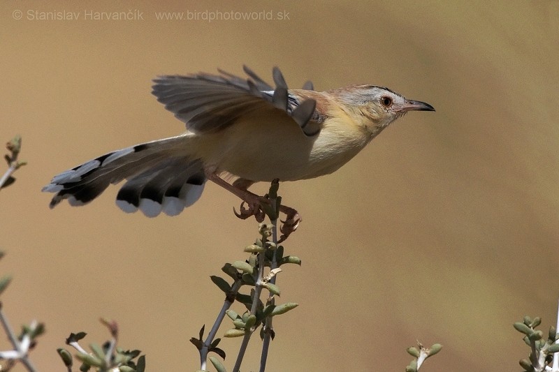 Prinia Charlatana - ML204414171