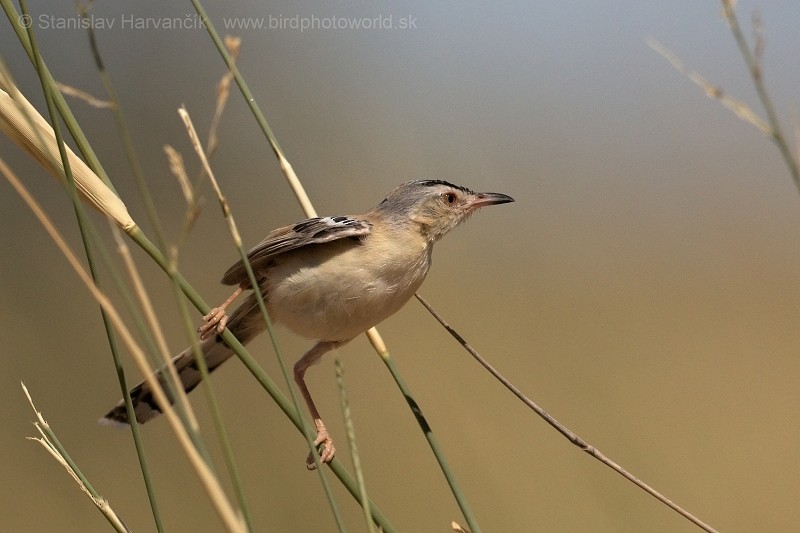 Cricket Longtail - Stanislav Harvančík