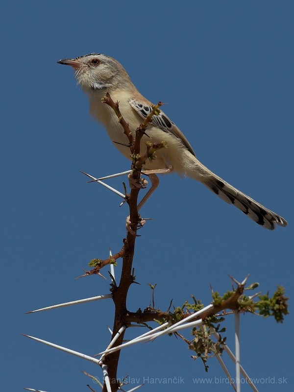 Cricket Longtail - Stanislav Harvančík