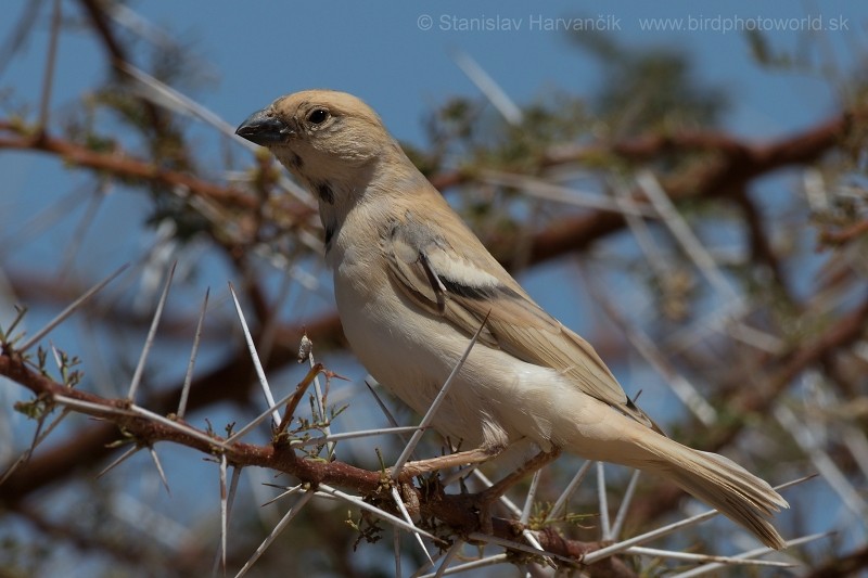 Desert Sparrow - Stanislav Harvančík