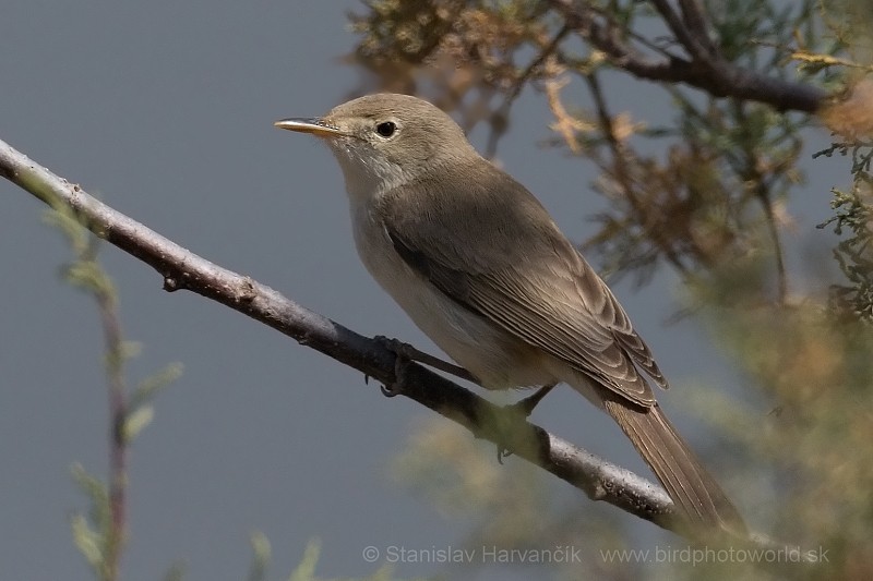 Western Olivaceous Warbler - ML204414541