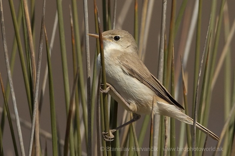 Western Olivaceous Warbler - ML204414551