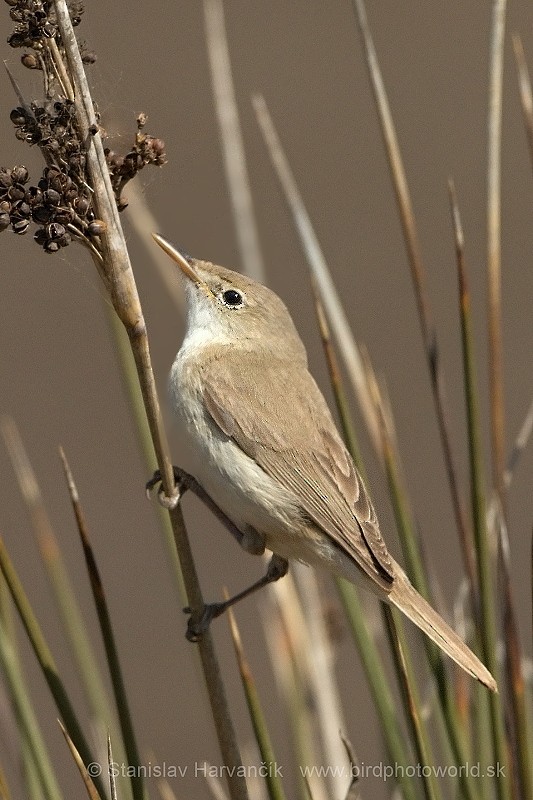 Western Olivaceous Warbler - ML204414561