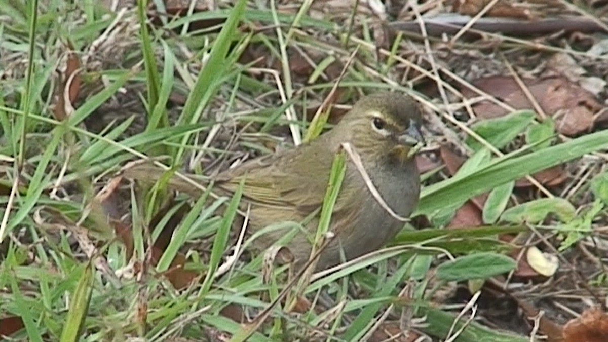 Yellow-faced Grassquit - ML204414961