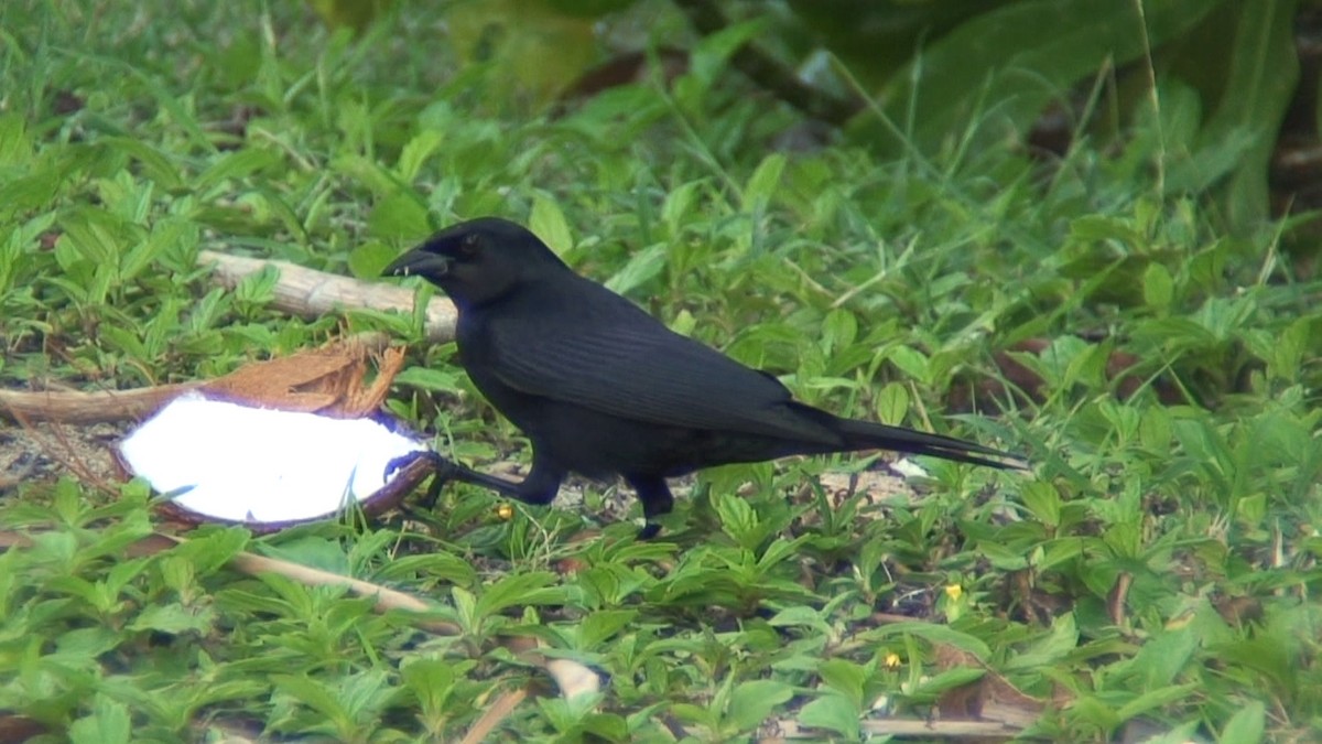 Cuban Blackbird - ML204415031