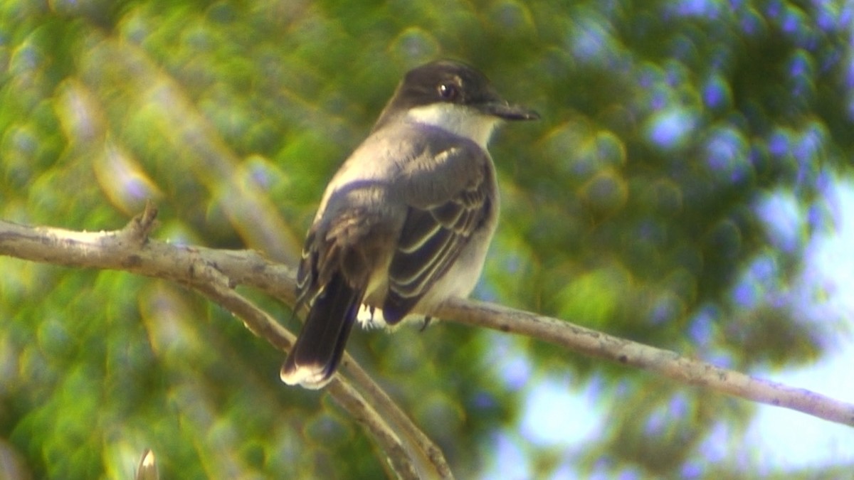 Loggerhead Kingbird (Loggerhead) - ML204415041