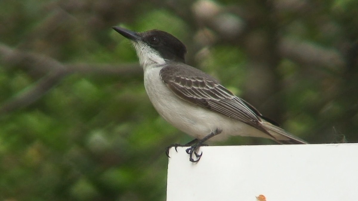 Loggerhead Kingbird (Loggerhead) - ML204415051