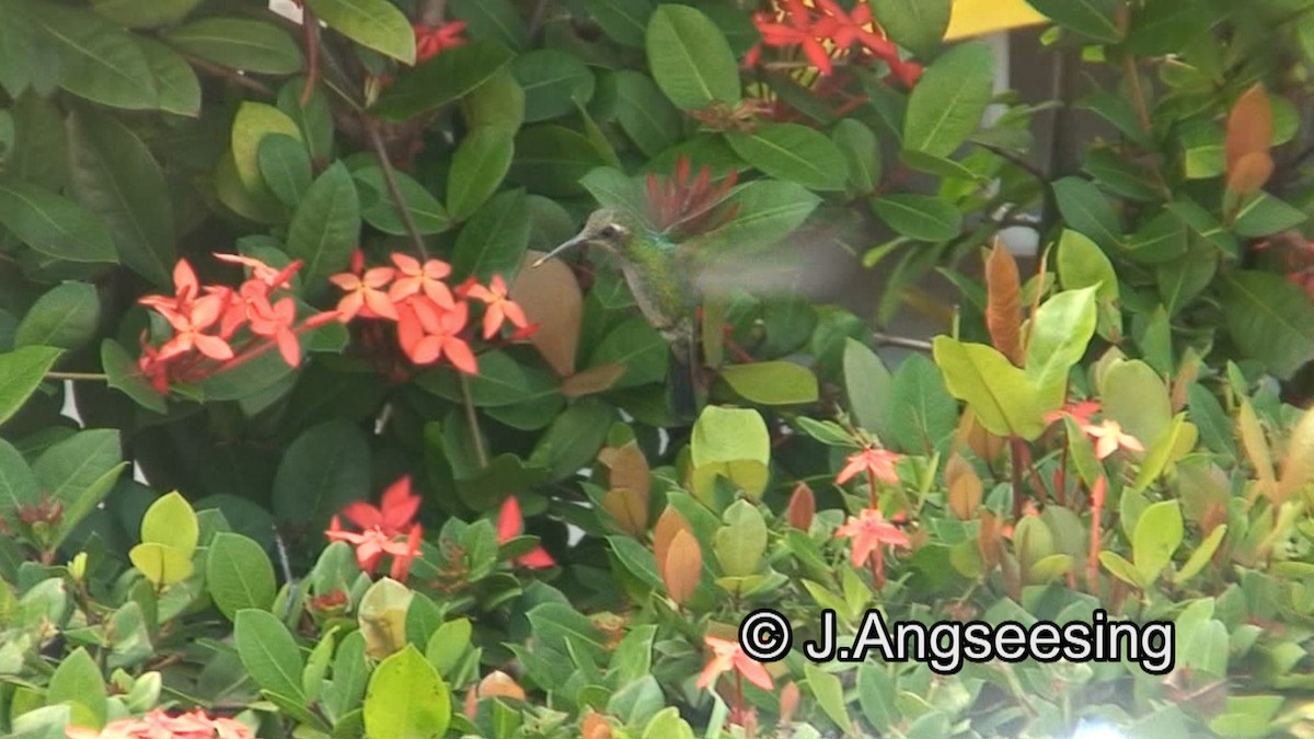 Cuban Emerald - Joe Angseesing