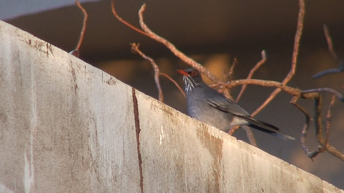 Eastern Red-legged Thrush - ML204415101