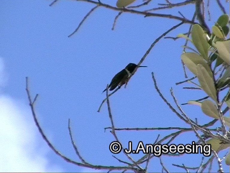 Bahama Woodstar - Joe Angseesing