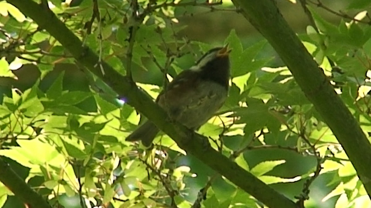 Chestnut-backed Chickadee - ML204415171