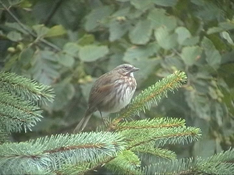Song Sparrow - ML204415201