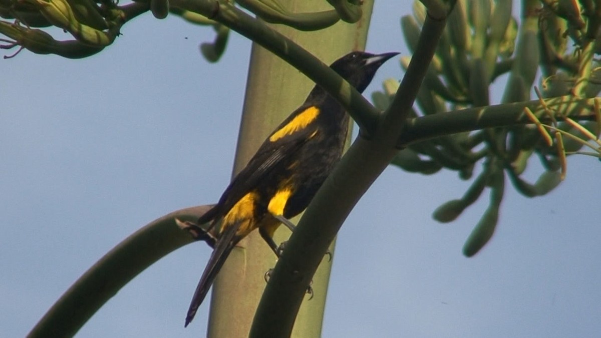 Cuban Oriole - ML204415221