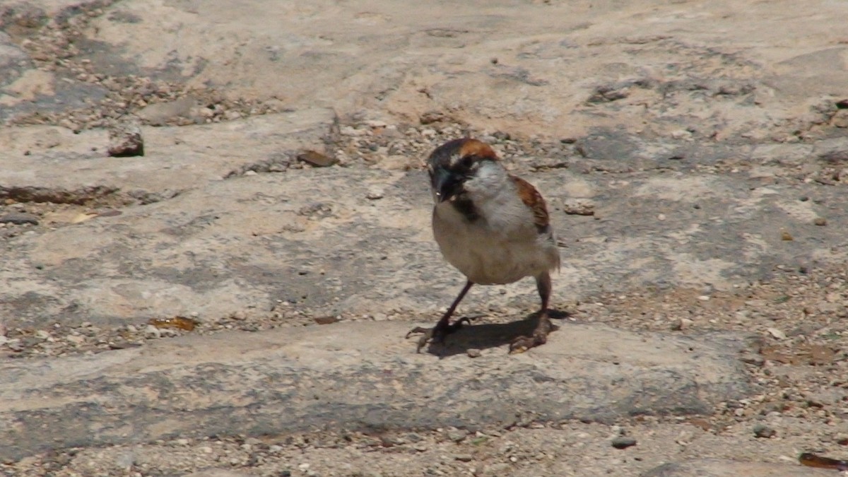 Gorrión de Cabo Verde - ML204415251